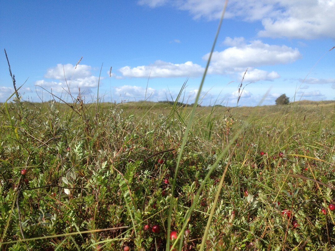 Cranberries in vochtige duinvalleien
